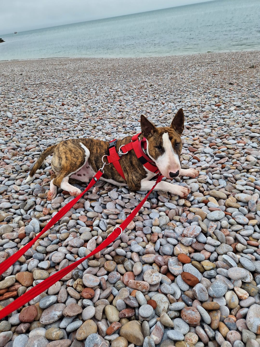 Customer photo review of TRI-Harness® | Anti-Pull, Adjustable & Durable - Dog Trainers Choice - Red v2.0