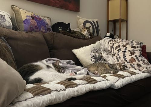Customer photo review of Tapis Douillet Luxueux Multi-Usage pour Chiens et Chats - Confort Ultime et Design Élégant