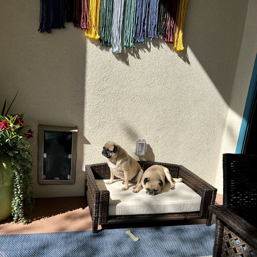 Customer photo review of Rattan Rectangular Pet Sofa