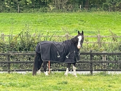 Customer photo review of Rhinegold Torrent Outdoor Rug