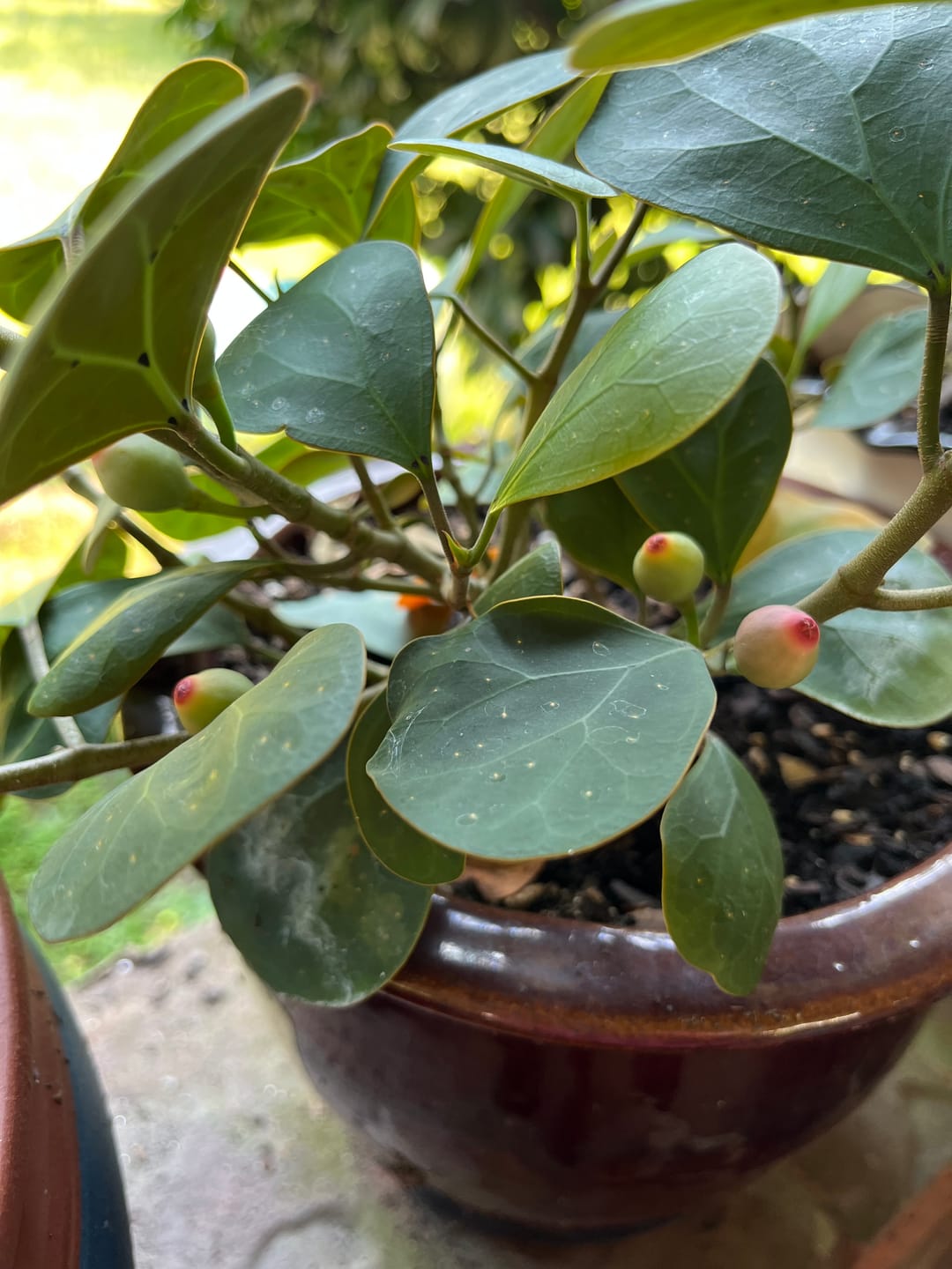 Customer photo review of Ficus deltoidea