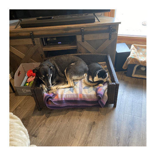 Customer photo review of Rattan Rectangular Pet Sofa