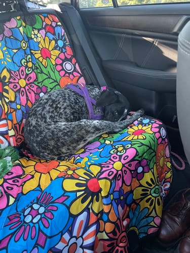 Customer photo review of Floral Dream Dog Car Seat Covers