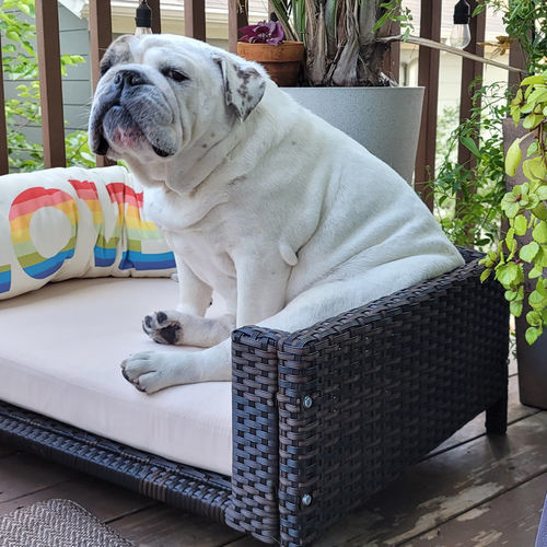 Customer photo review of Rattan Rectangular Pet Sofa
