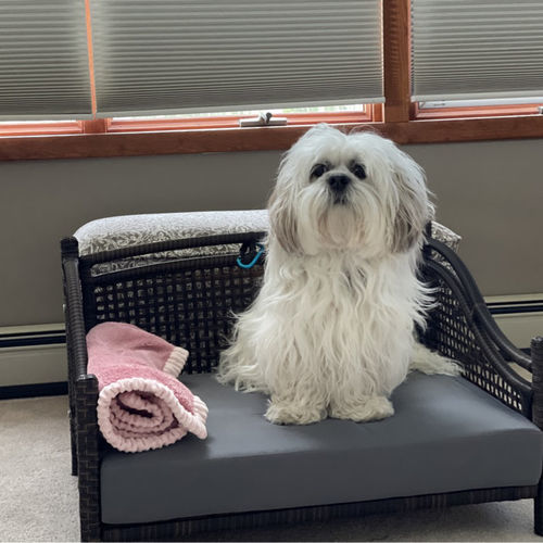 Customer photo review of Maharaja Rattan Pet Bed