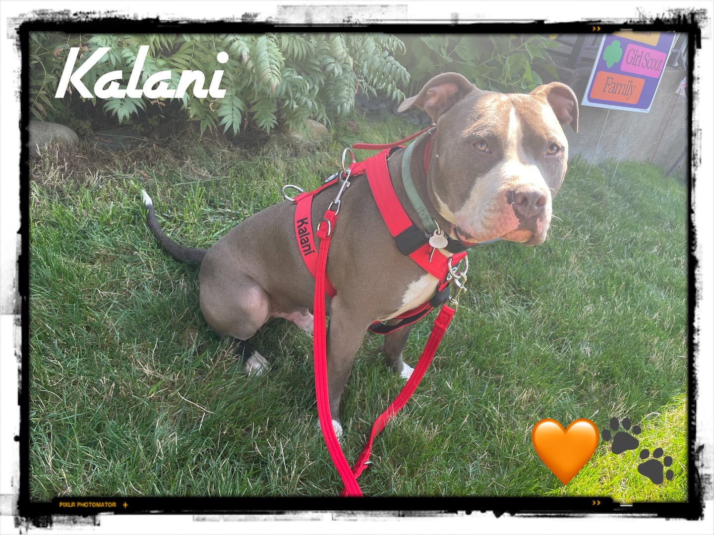 Customer photo review of TRI-Harness® | Anti-Pull, Adjustable & Durable - Dog Trainers Choice - Red v2.0