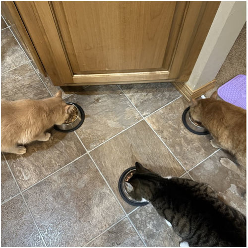 Customer photo review of 2 Pack Stainless Steel Non-Skid Pet Bowl for Dog or Cat
