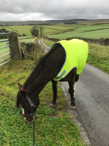 Customer photo review of Rhinegold Horsewalker/Lunge Rug