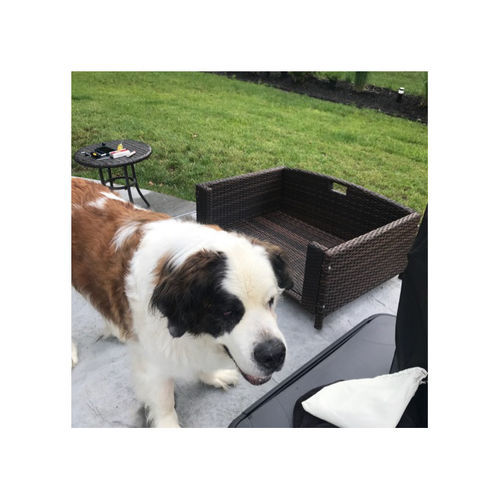 Customer photo review of Rattan Rectangular Pet Sofa
