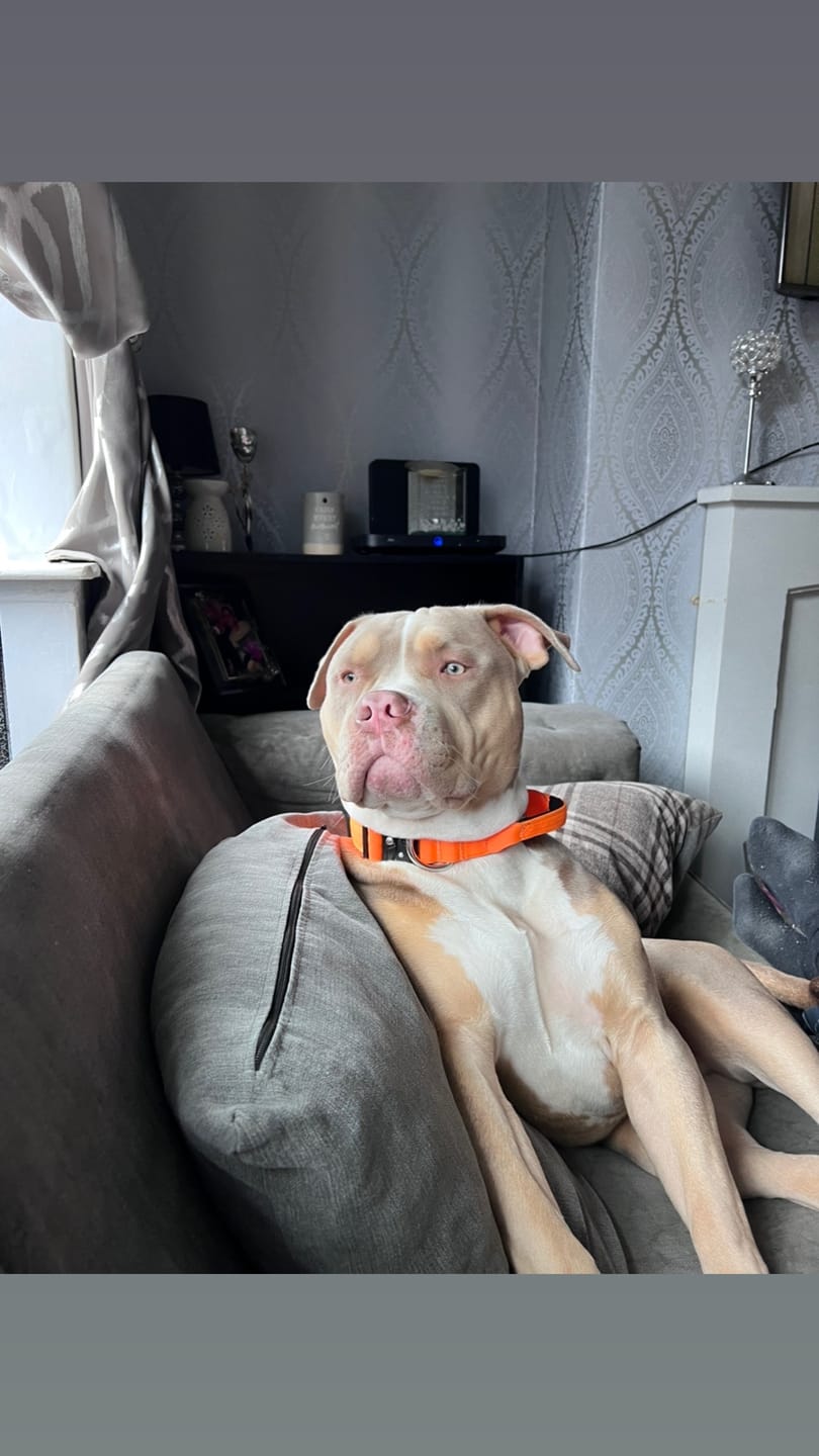 Customer photo review of 4cm Combat® Collar | With Handle & Rated Clip - Orange v2.0