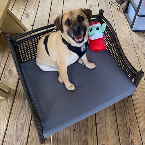 Customer photo review of Maharaja Rattan Pet Bed