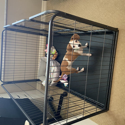 Customer photo review of Heavy Duty Rectangle Tube pen Pet Training Kennel Crate