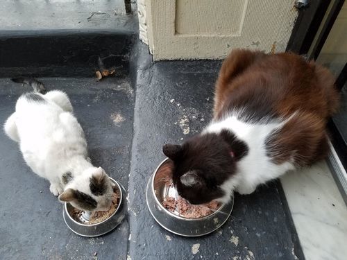 Customer photo review of Anti Ant Stainless Steel Non Skid Pet Bowl for Dog or Cat