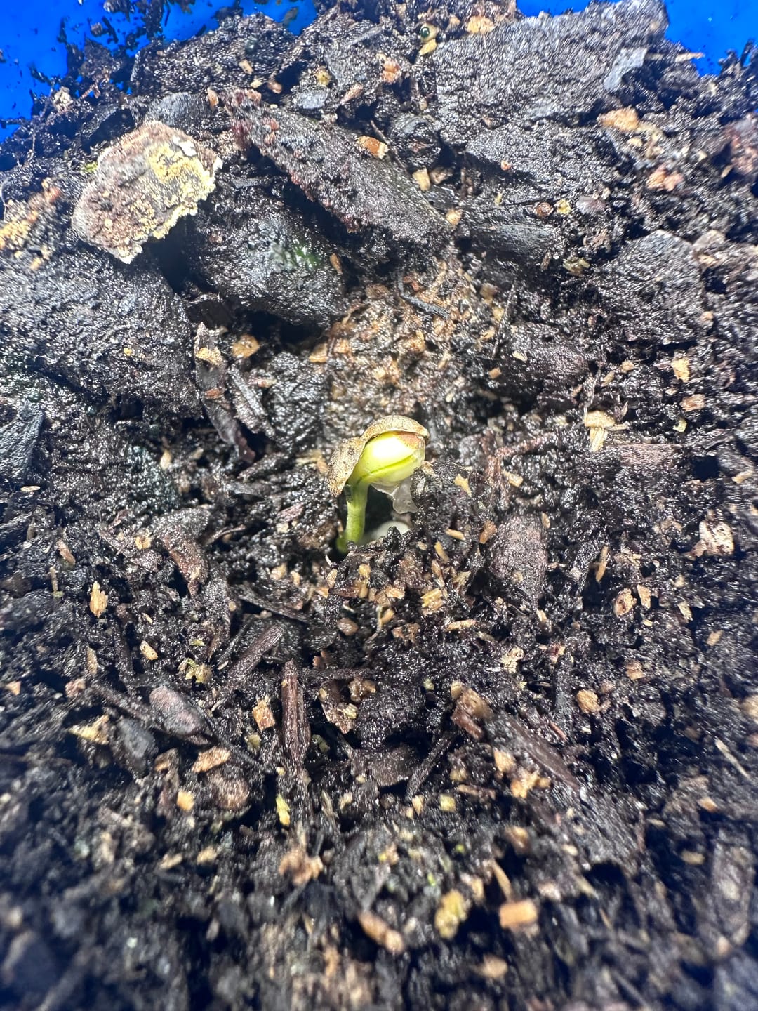 Customer photo review of GRO SEED™