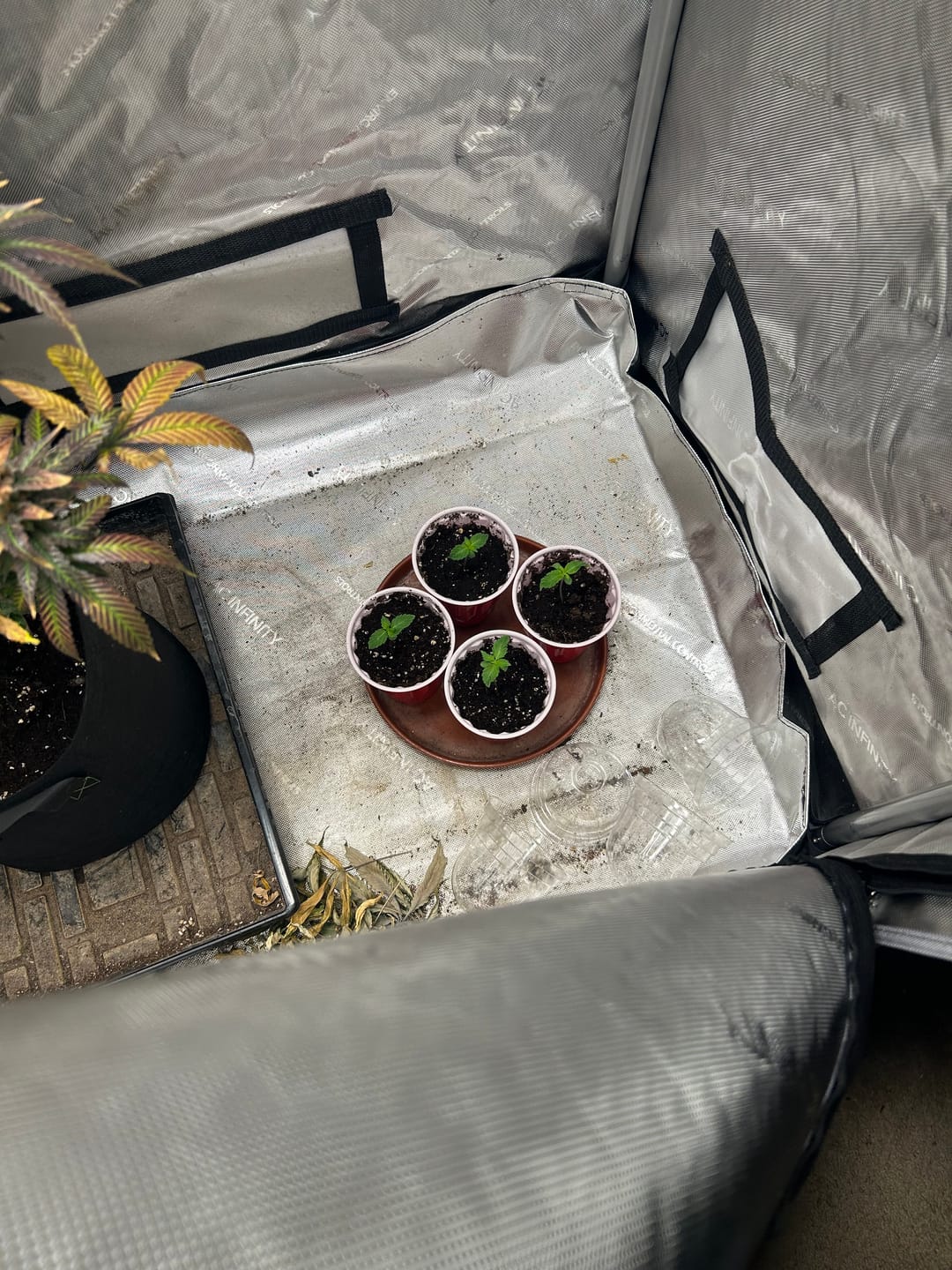 Customer photo review of GRO SEED™