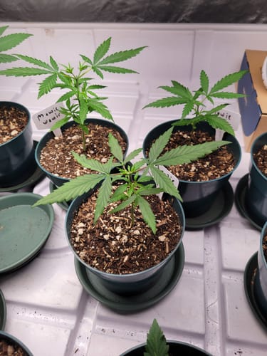 Customer photo review of Fermented Kelp Extract (FPE)