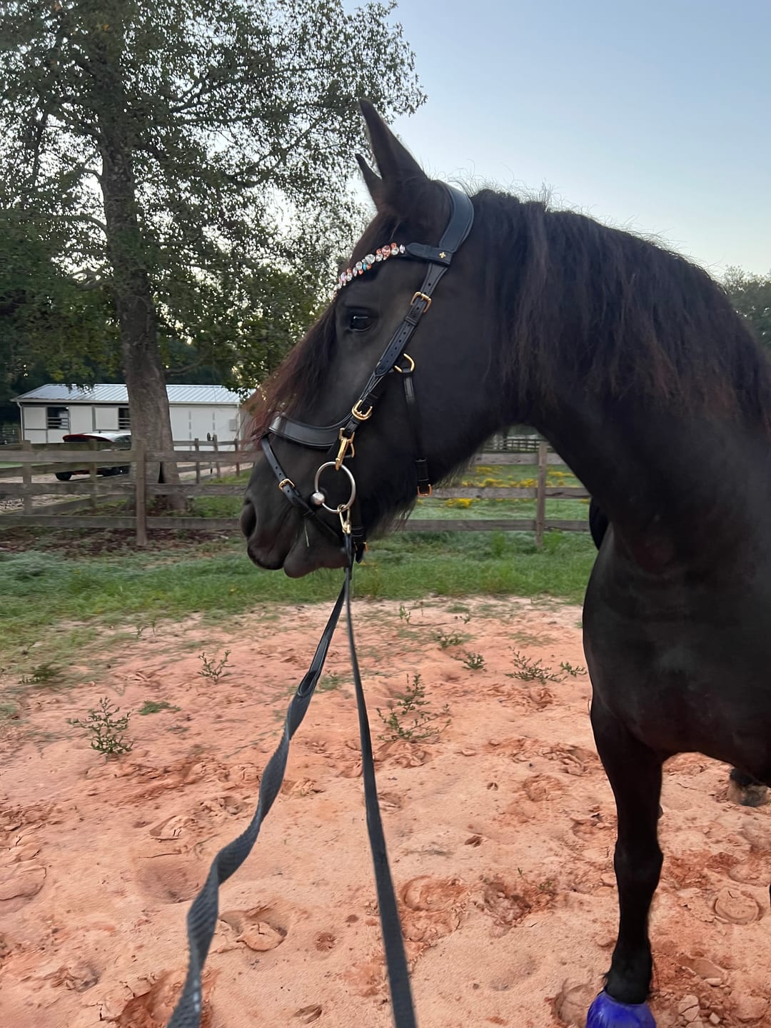 Customer photo review of Ania browband