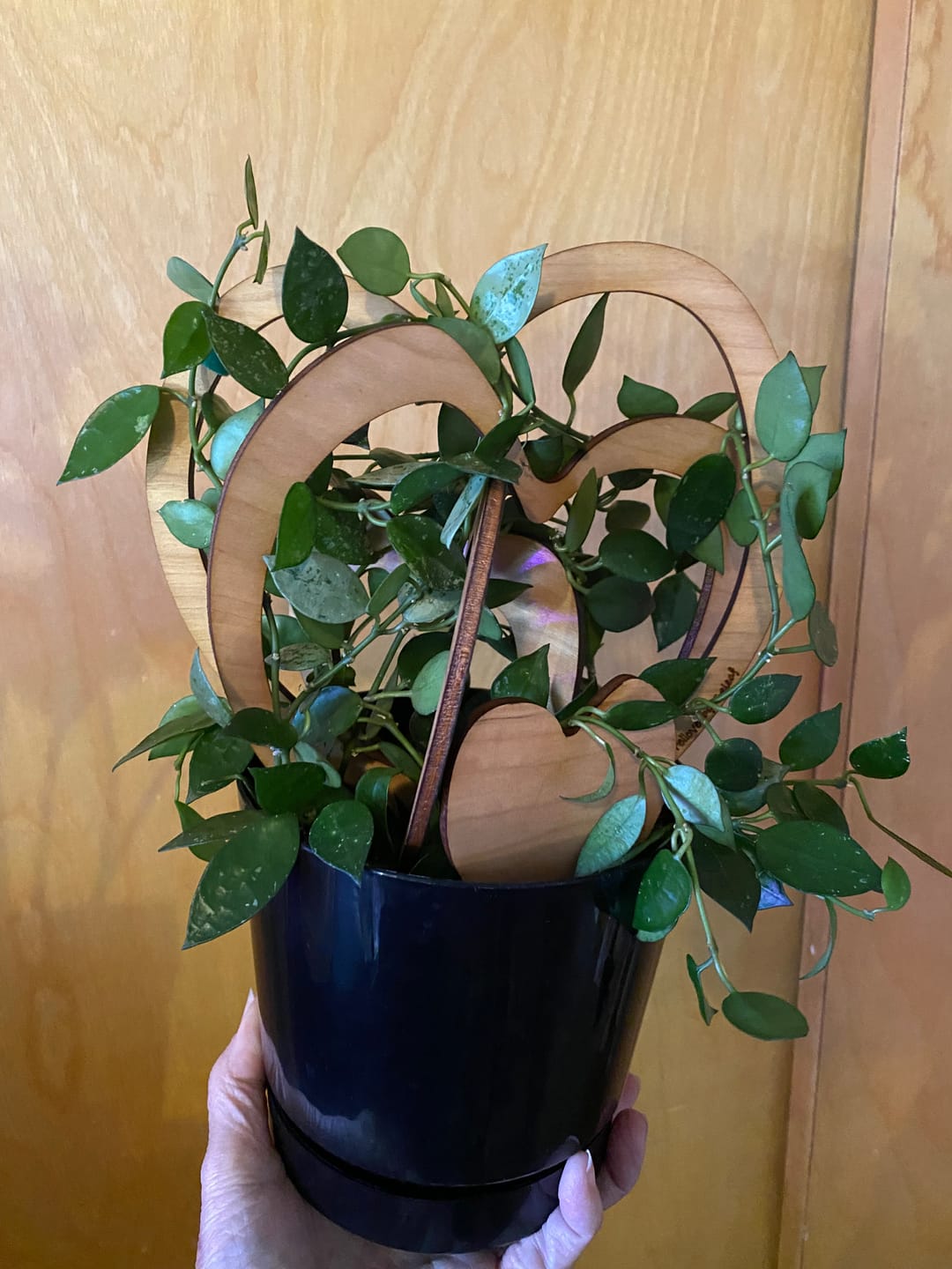 Customer photo review of Trellove - Plant trellis inspired by Hoya Kerrii
