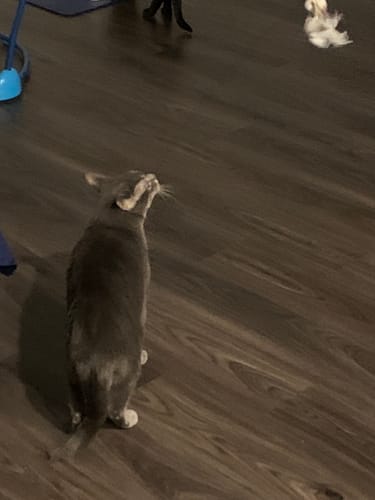 Customer photo review of Interactive Bird Simulation Cat Toy Set