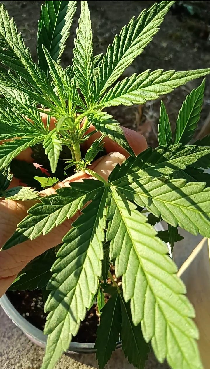 Customer photo review of GRO SEED™