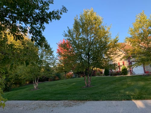 Customer photo review of GCI Turf Type Tall fescue Grass Seed