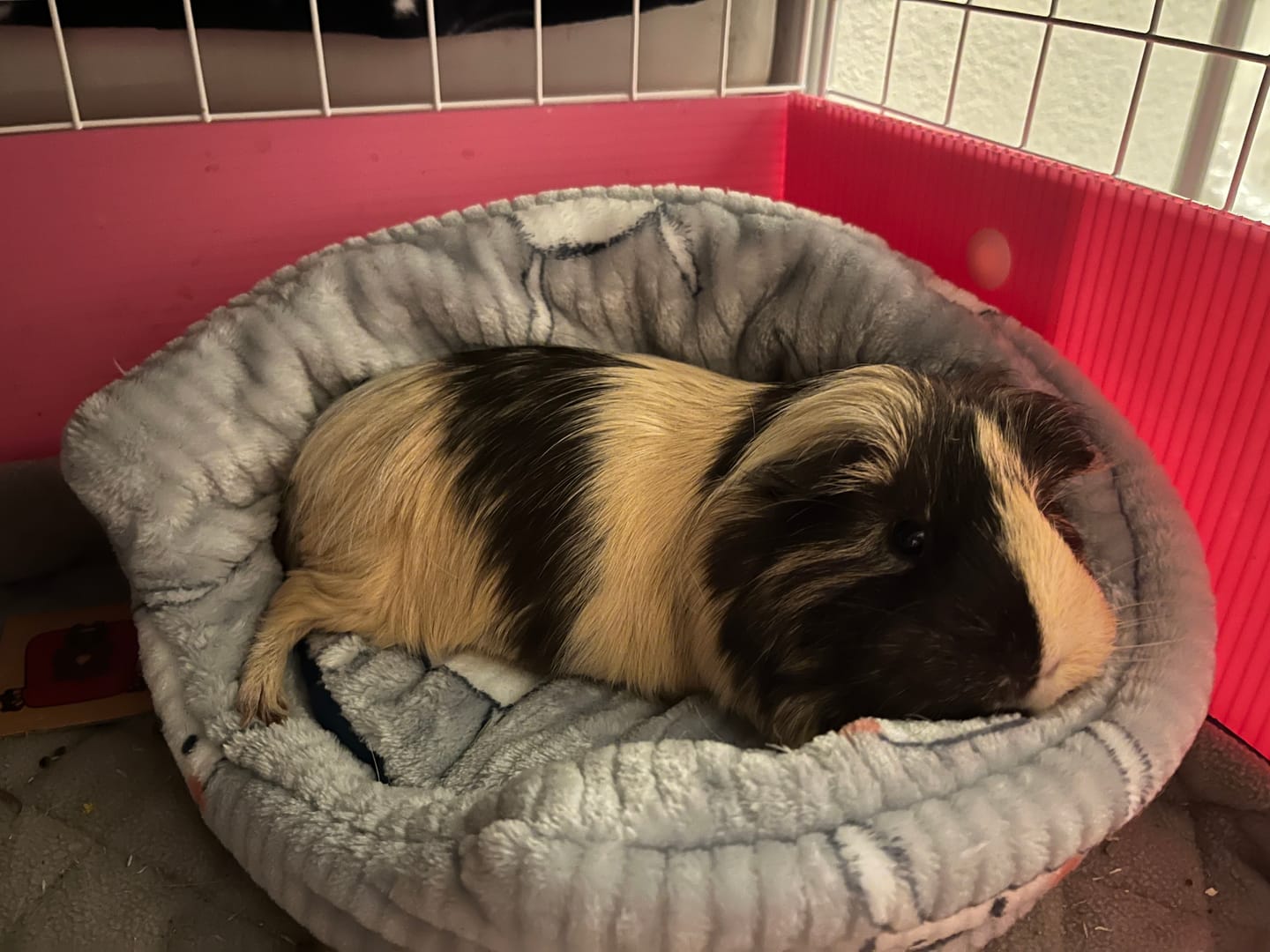Customer photo review of Piggy Play Package