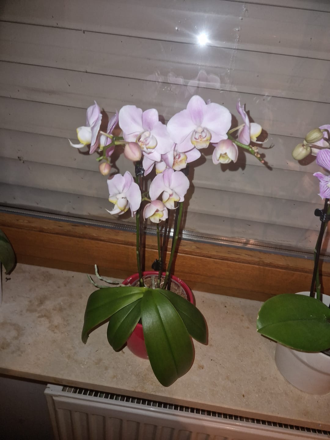 Customer photo review of Table Dance Angel Eyes mit zartrosa Blüten mit 2+ Stielen