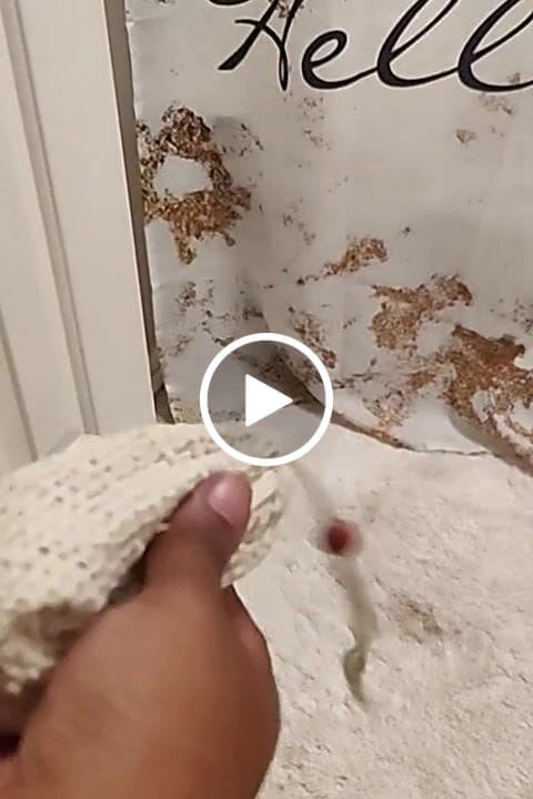 Customer video review of Turmeric Bar