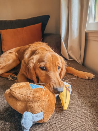 Customer photo review of Clean Earth Plush - 100% Sustainable