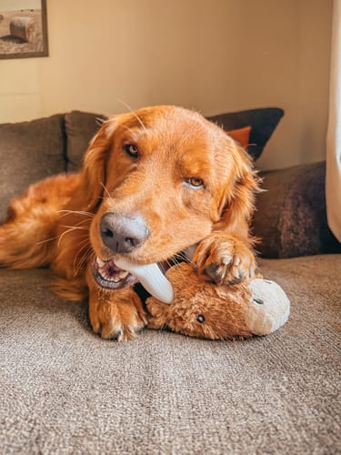 Customer photo review of Knuckleheads 2-in-1 Combo Toy