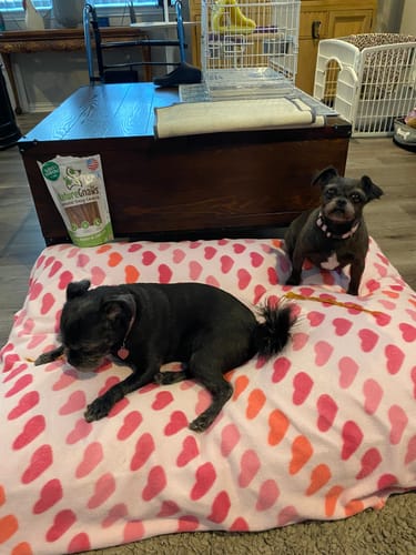 Customer photo review of USA Made Turkey Tendon Chews