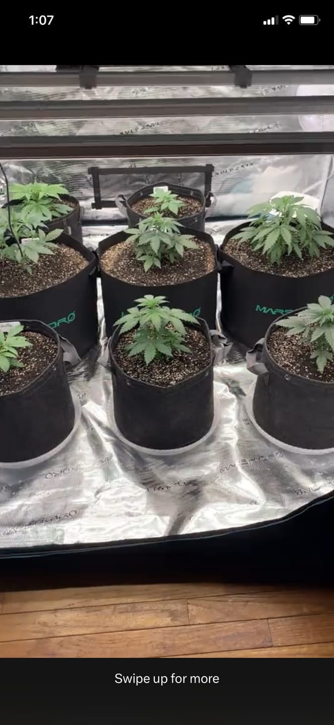 Customer photo review of GRO SEED™
