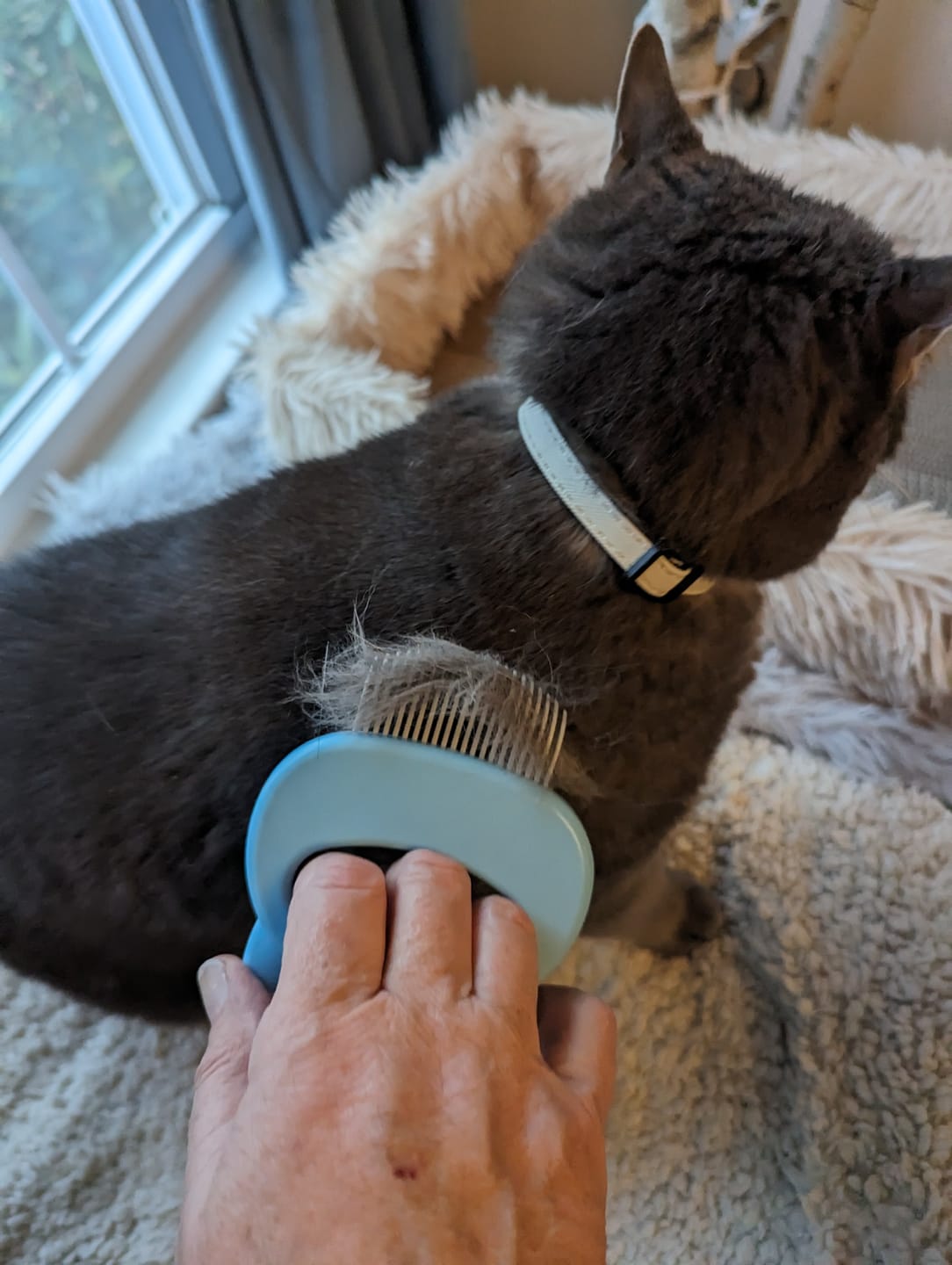 Customer photo review of Cat Hair Removal Massaging Shell Comb