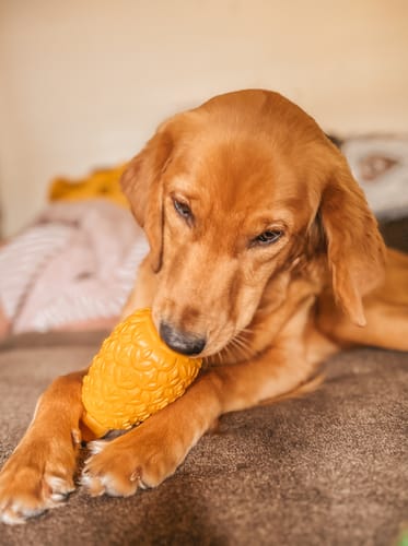 Customer photo review of The Pineapple - USA Made