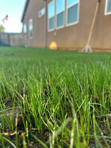 Customer photo review of GCI Turf Type Tall fescue Grass Seed