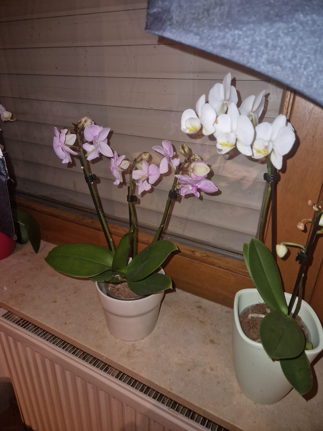 Customer photo review of Table Dance Aliyah Spots mit lila-rosa gefleckten Blüten mit 2+ Stielen