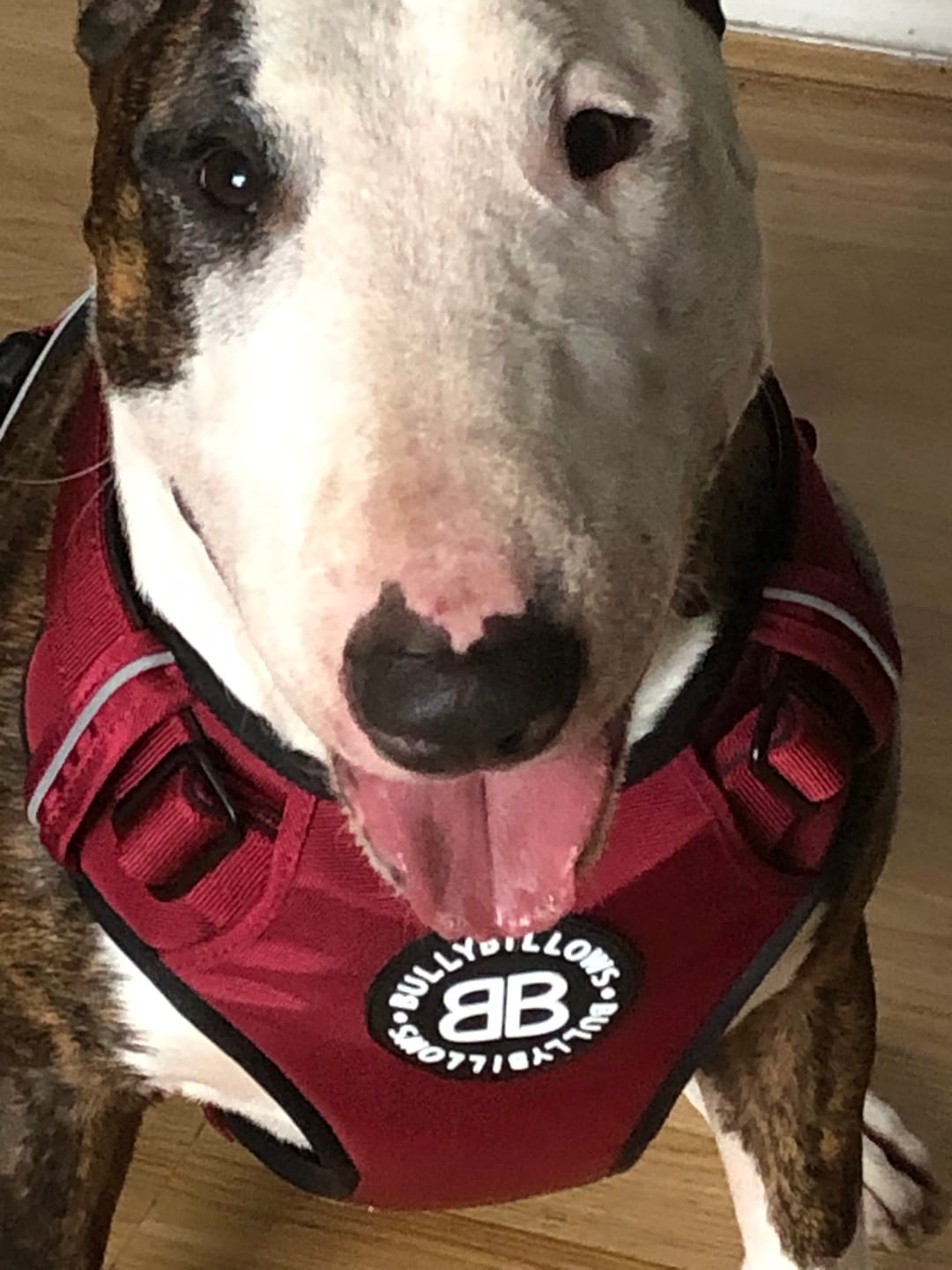 Customer photo review of Premium Comfort Harness | Non Restrictive & Adjustable - Burgundy v2.0