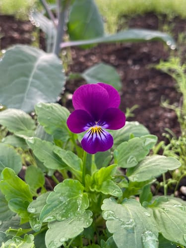 Customer photo review of King Henry Viola Seeds