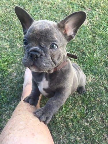 Customer photo review of Tips & Toes - Nose and Paw Balm