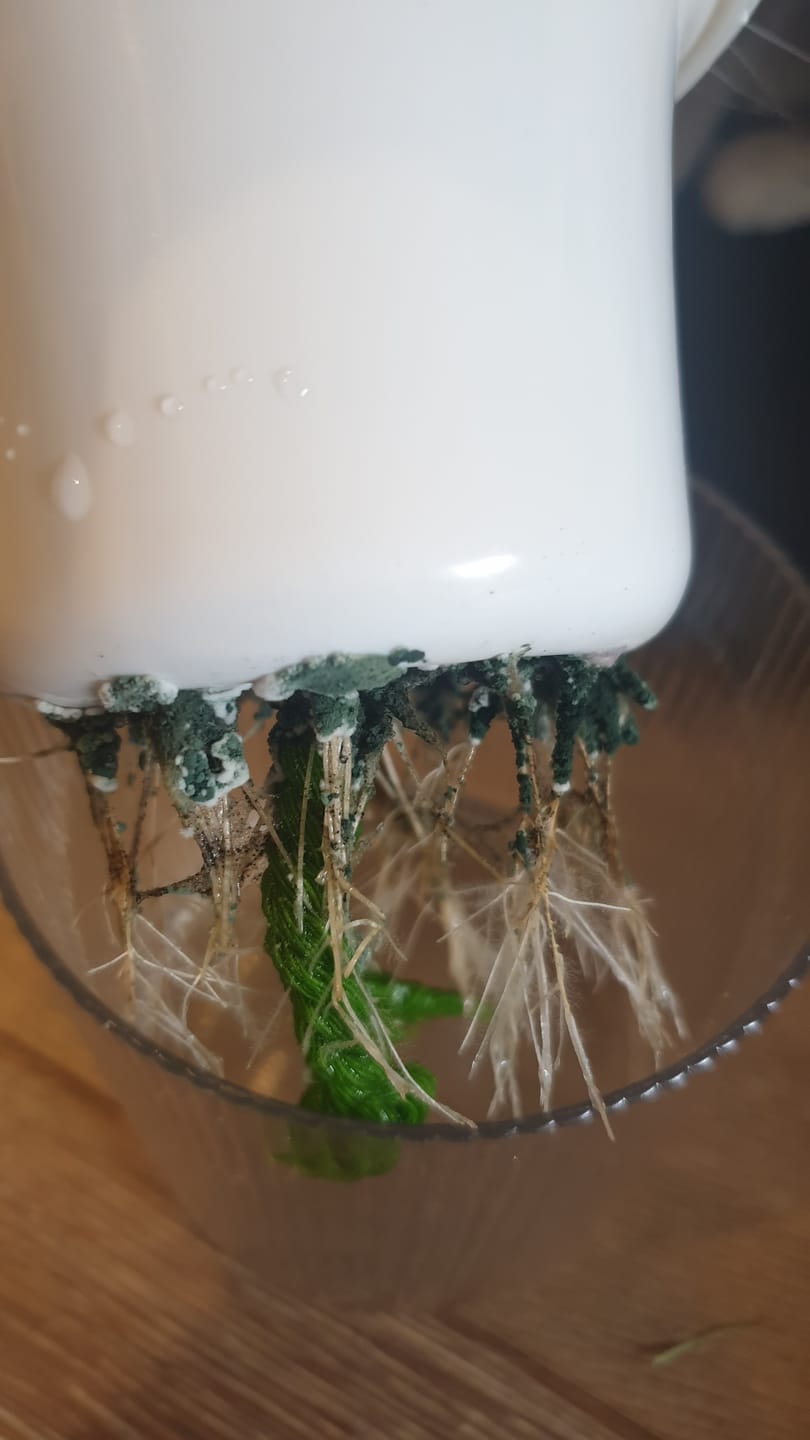 Customer photo review of Michu Cat Grass Seed Replacement Pack - The Ultimate Solution for Lush and Healthy Cat Grass Growth in Australia