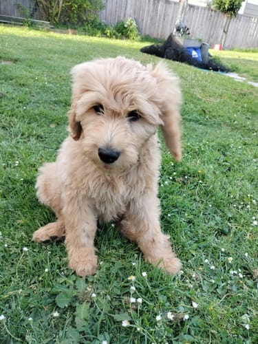 Customer photo review of DoggieBalm COAT Leave-In Spray Conditioner and Detangler. Formulated to moisturize and promote healthy, nourished dog coats