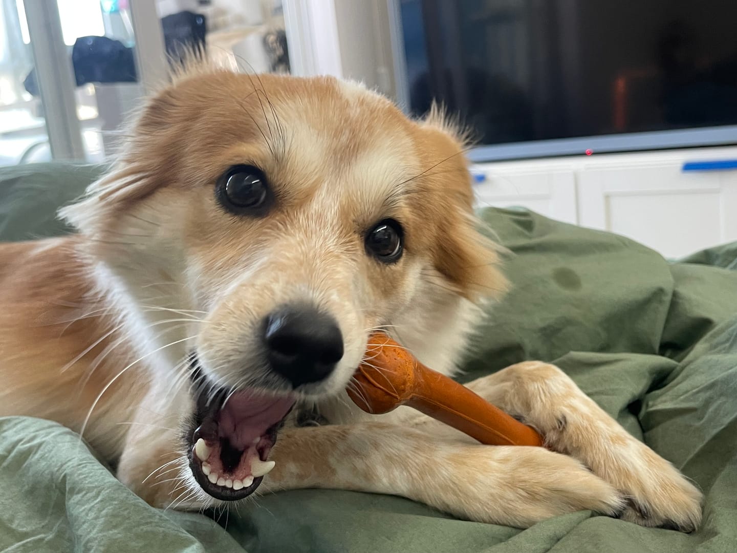 Customer photo review of Give A Dog A Bone!