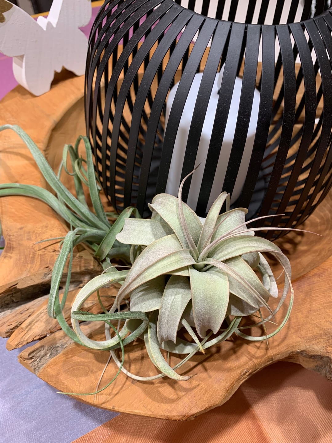 Customer photo review of Tillandsia xerographica 'Bonsai'