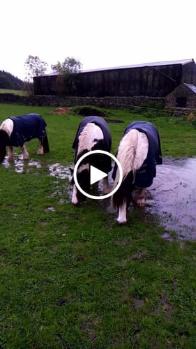 Customer video review of Rhinegold Torrent Outdoor Rug