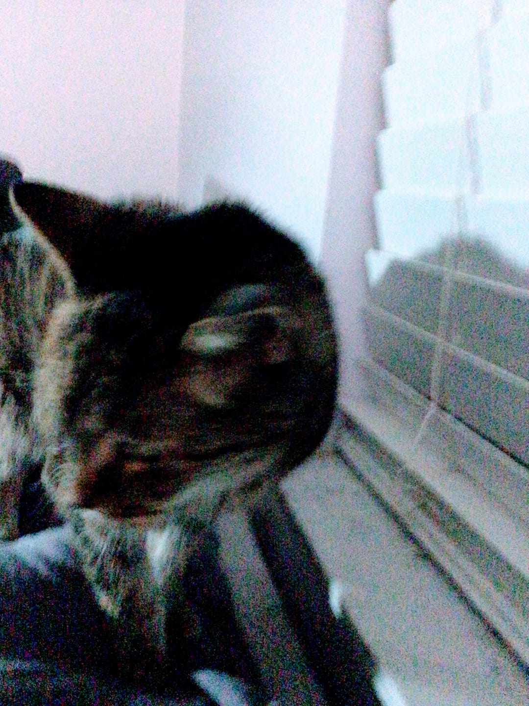 Customer photo review of Hyperthyroidism Supplement for Cats - Treats Cat Hyperthyroid, Patchy Hair Loss, and Helps Cat Weight Gain