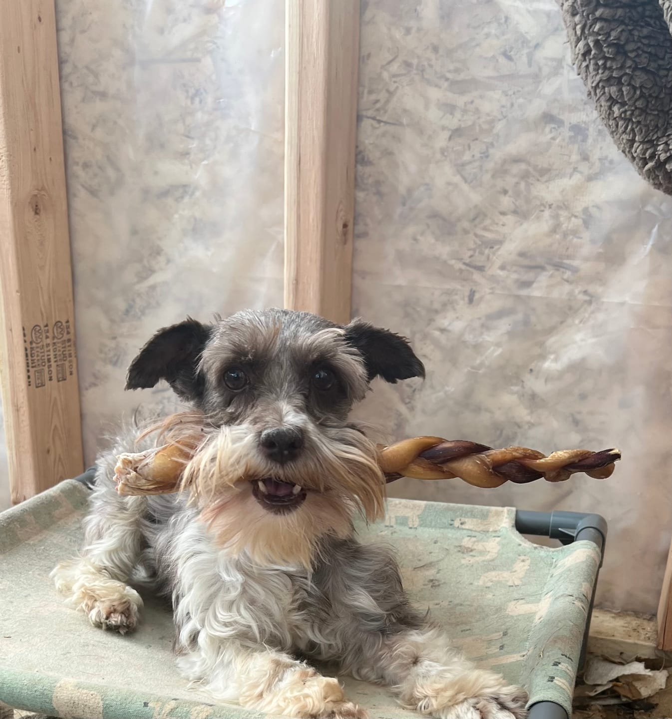 Customer photo review of 12 Inch Standard Braided Bully Stick