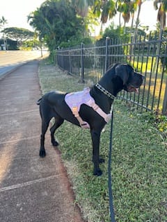 Customer photo review of HNTR 3.0 Dog Harness - Sofia