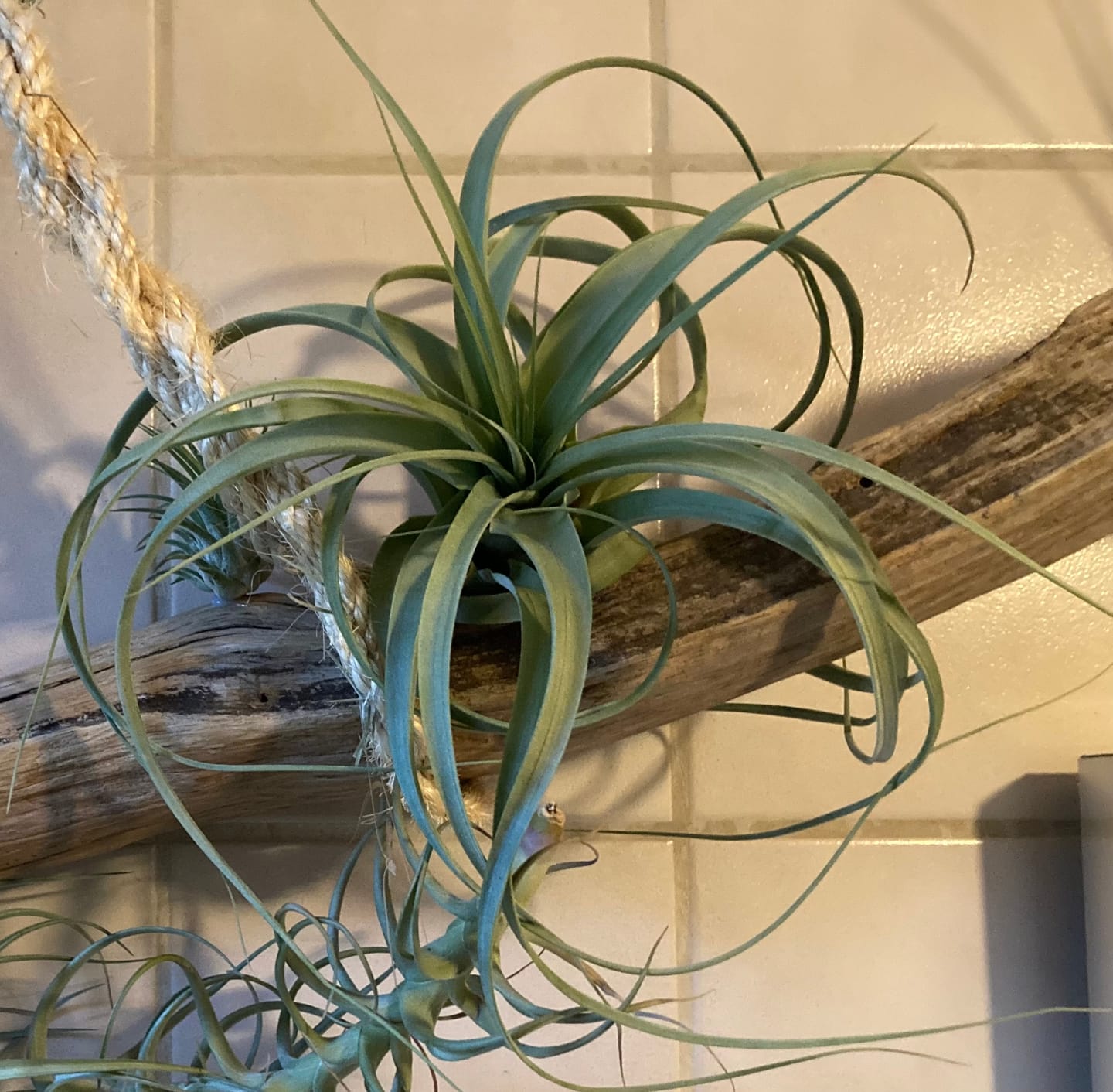 Customer photo review of Tillandsia 'firestorm'
