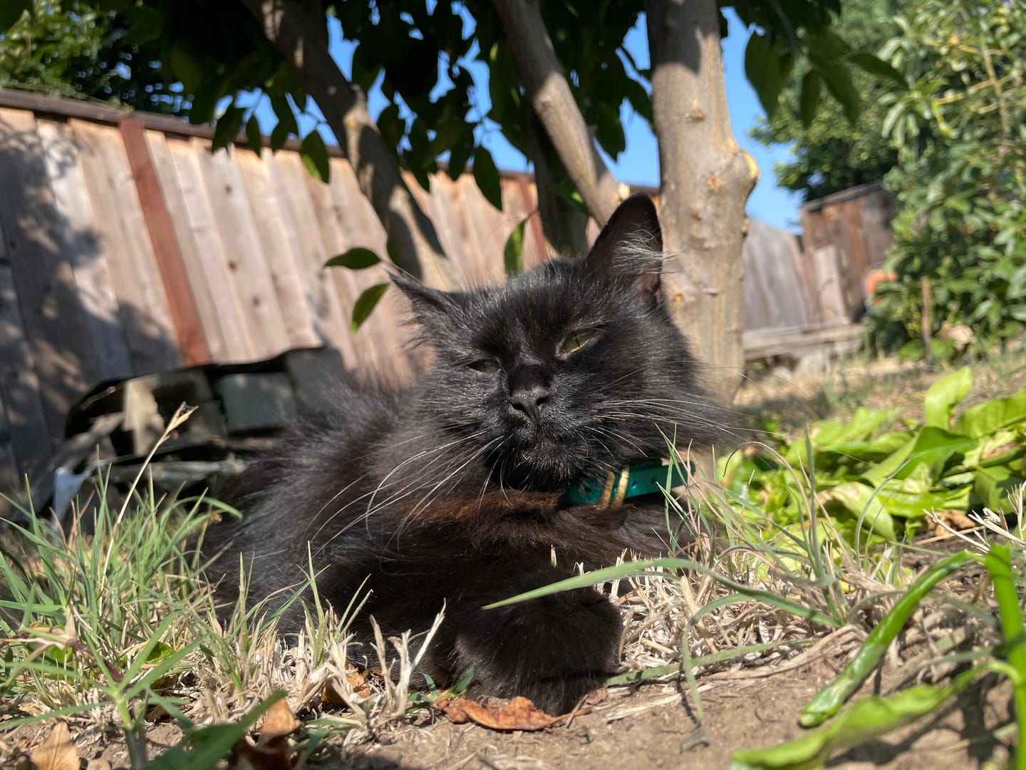 Customer photo review of Katmai Collar