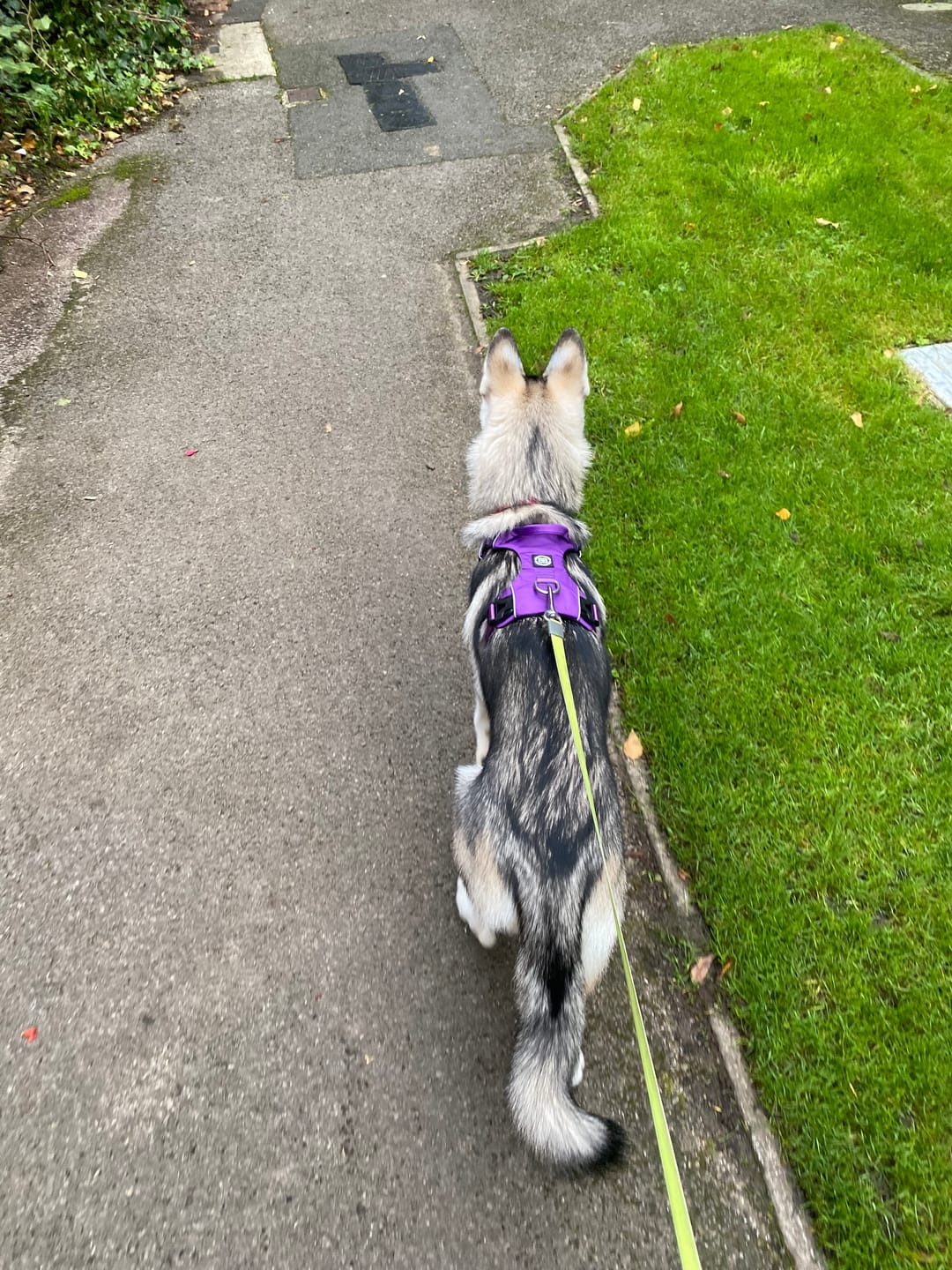 Customer photo review of Air Mesh Harness - Anti-Pull, With Handle, Non Restrictive & Adjustable - Purple